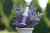 lavspray.webp