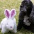 Bunny_Squooshie.webp