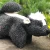 SkunkSqu.webp