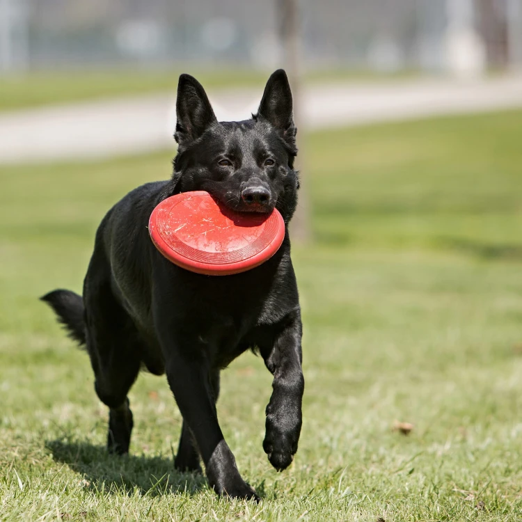 dysk dla psa KONG frisbee