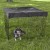 540-SQT_dog_grass-copy.jpg