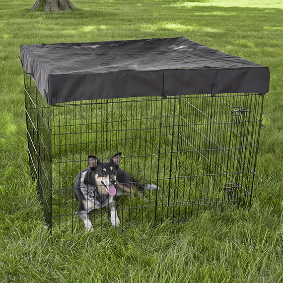 540-SQT_dog_grass-copy.jpg