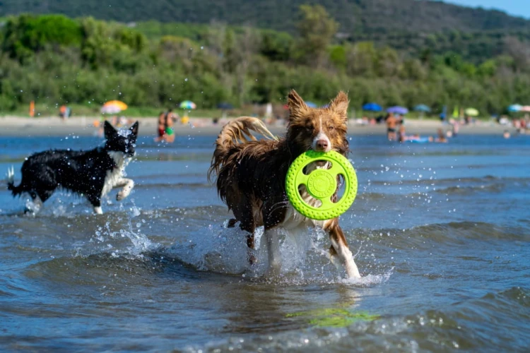 TPR-824_Frisbee_Mini_Green_8.jpg