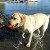 Lab_Lake_Wunderball_Sq__36186.1509382070.jpg