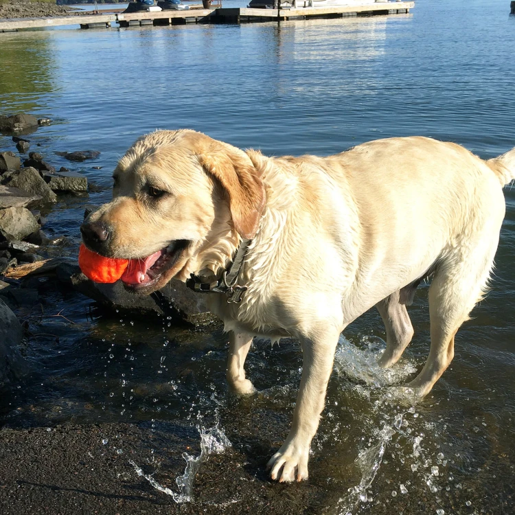 Lab_Lake_Wunderball_Sq__36186.1509382070.jpg