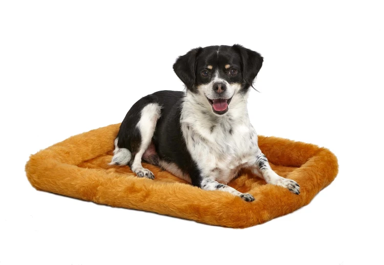 MW_2017_Dog on 24_ Cinnamon on White.jpg