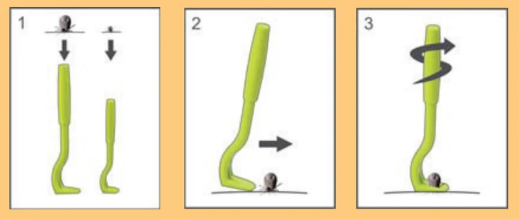 kleszczołapki 3.png