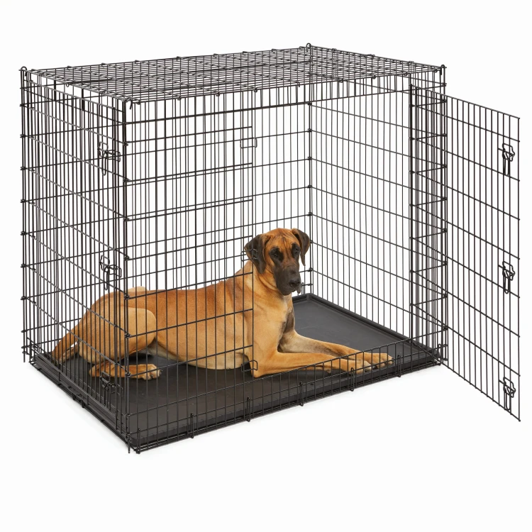 SL54DD_dog_lay.jpg
