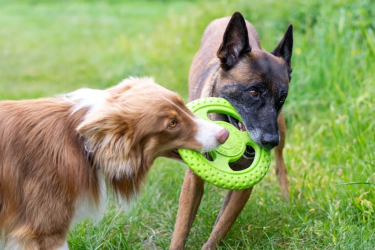 TPR-824_Frisbee_Mini_Green_5.jpg
