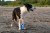 TPR-219_Frisbee_Maxi_Blue_6.jpg