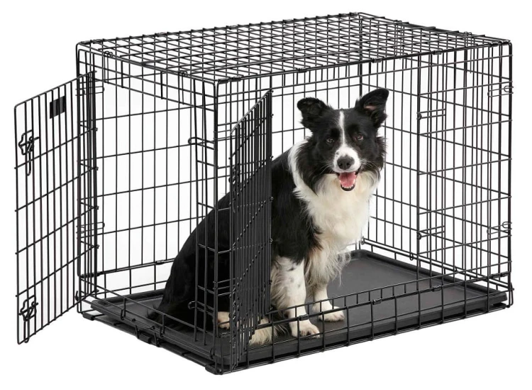 MW_2017_736UP_dog_hr.jpg