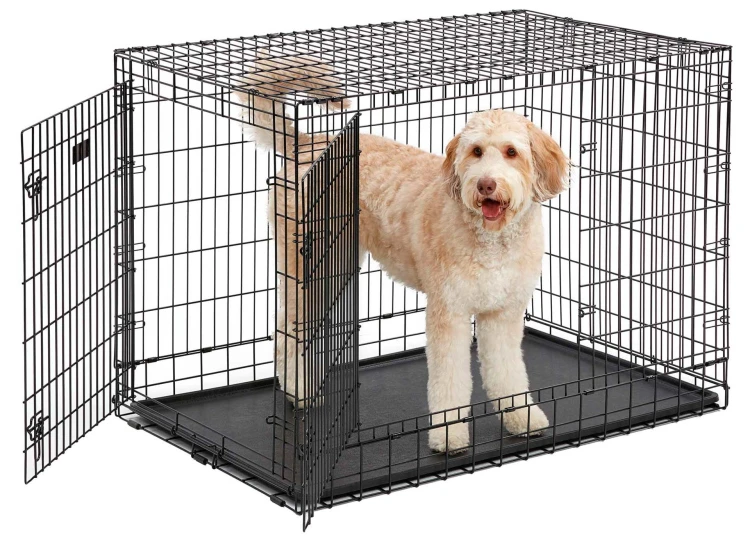 MW_2017_748UP_dog_hr.jpg