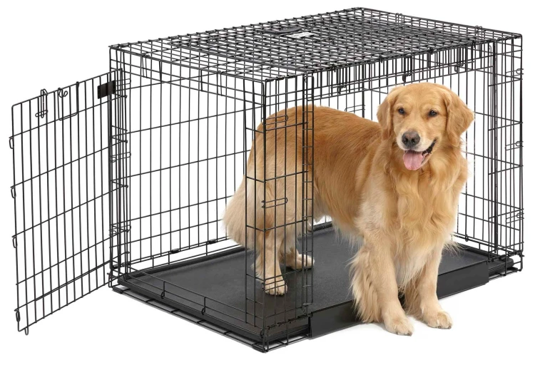 MW_2017_1942DD_dog_hr.jpg