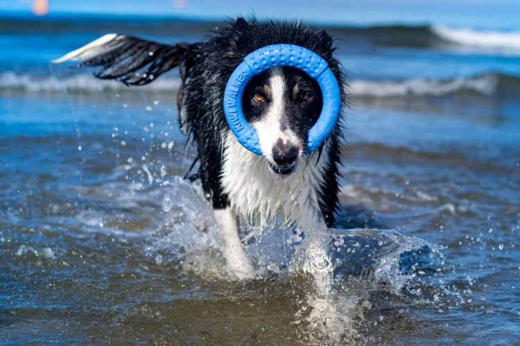 TPR-219_Frisbee_Maxi_Blue_5.jpg